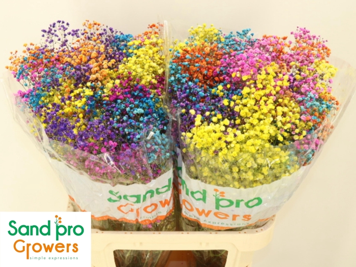 <h4>GYPS KLB H%</h4>