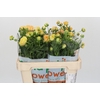 Ranunculus Magical Caramel