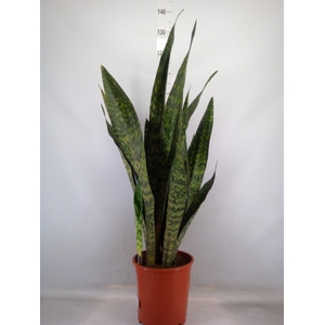 Sansevieria trifa.   ...