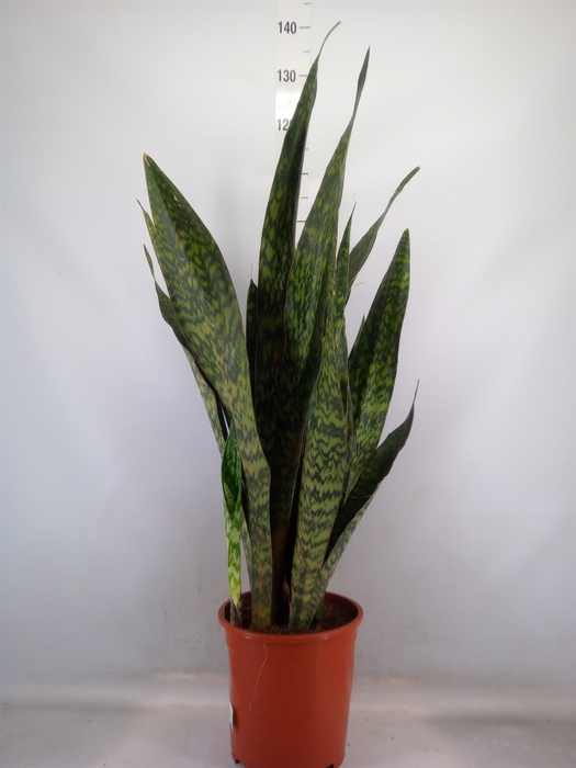 <h4>Sansevieria trifa.   ...</h4>