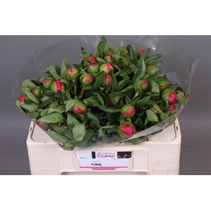 Paeonia Flame