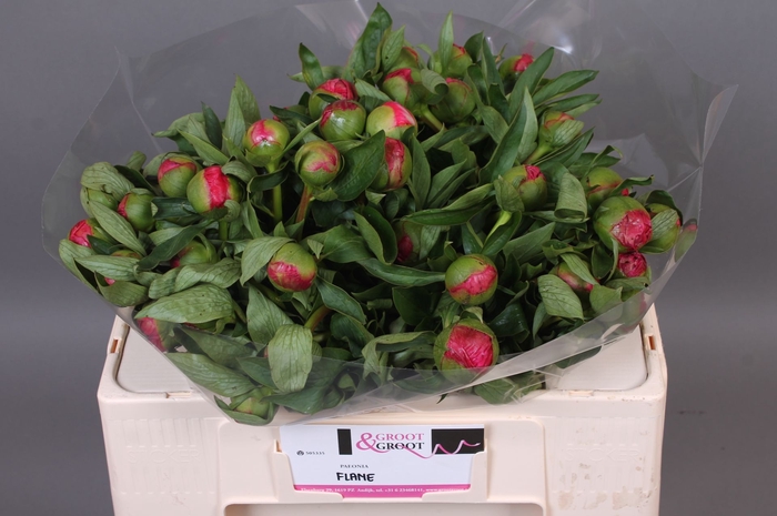 <h4>Paeonia Flame</h4>