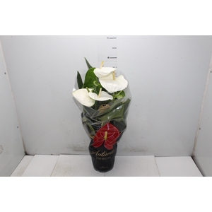 ANTHURIUM ALASKA P17 PREMIUM