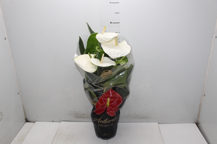 <h4>ANTHURIUM ALASKA P17 PREMIUM</h4>