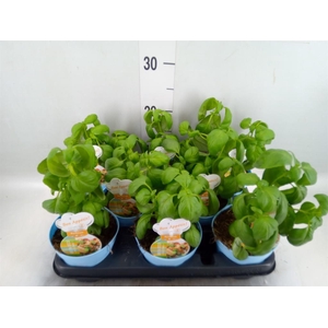 Ocimum basilicum