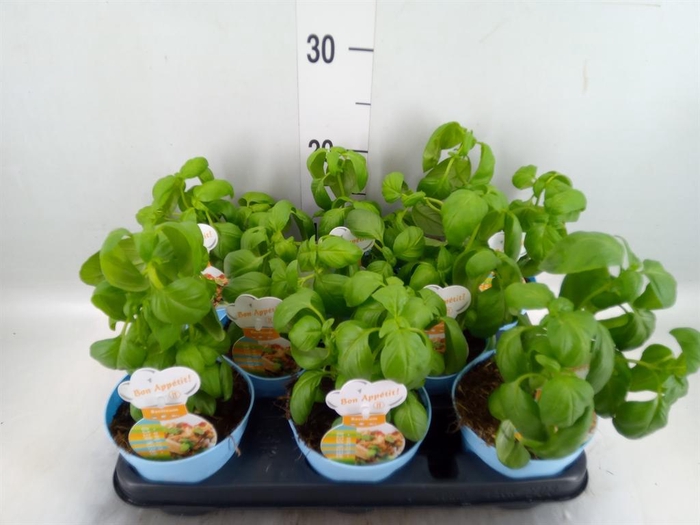 <h4>Ocimum basilicum</h4>