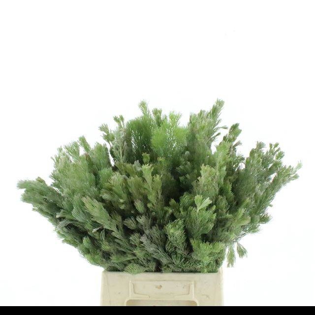 <h4>ADENANTHOS OV</h4>