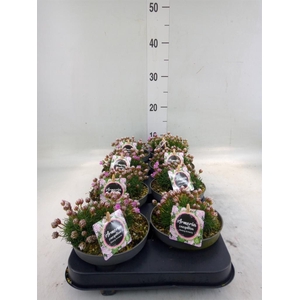 Armeria caespitosa 'Bevans Vari'