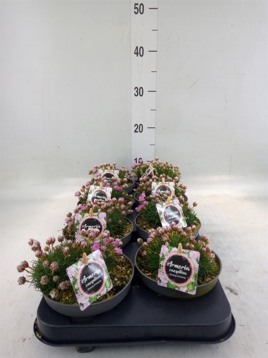 <h4>Armeria caespitosa 'Bevans Vari'</h4>