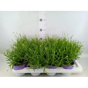 Lavandula interm. 'Edelweiss'