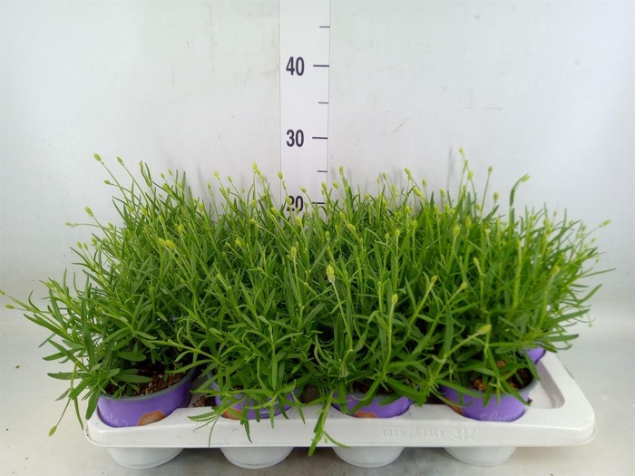 <h4>Lavandula interm. 'Edelweiss'</h4>