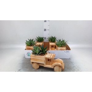 Arr.   Kamerplant Groen L%