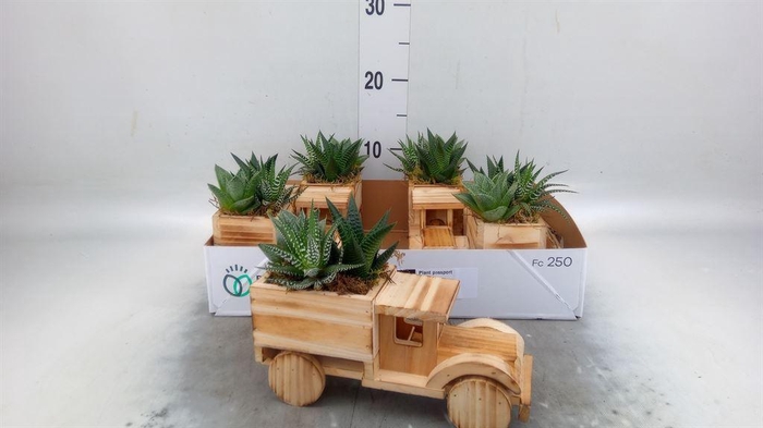 <h4>Arr.   Kamerplant Groen L%</h4>