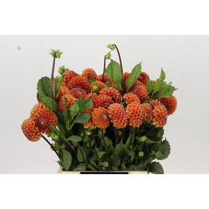 Dahlia Cornel Bronze
