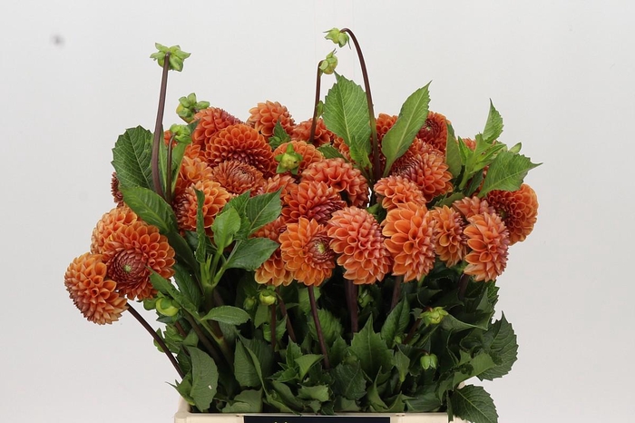 <h4>Dahlia Cornel Bronze</h4>