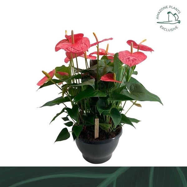 <h4>Anthurium schaal Colorado</h4>