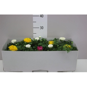 Ranunculus Sprink Gemengd