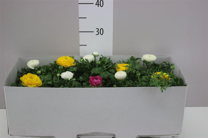 <h4>Ranunculus Sprink Gemengd</h4>