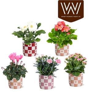 KAMERPL BLOEIEND GEM