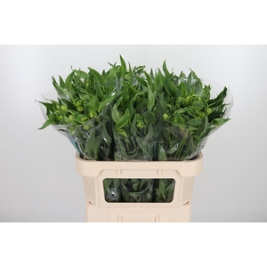 Alstroemeria Virginia 75 Gram