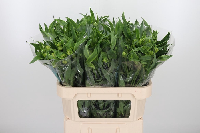 Alstroemeria Virginia 80 Gram