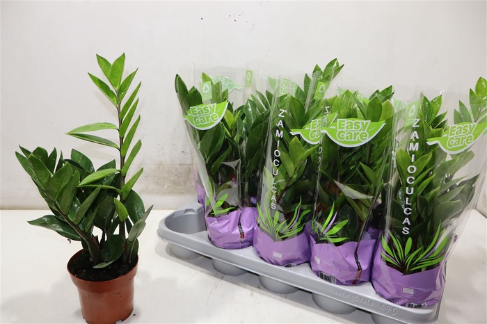 <h4>Zamio Zamiifolia</h4>