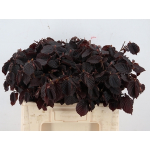 CORYL AV ROTER ZELLE