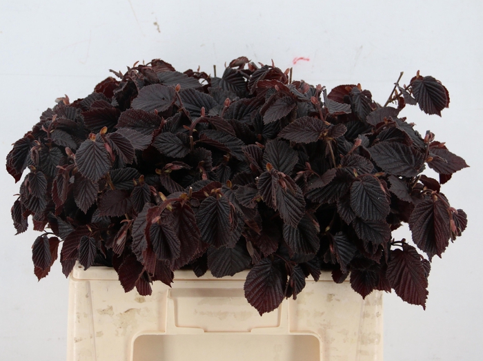 <h4>CORYL AV ROTER ZELLE</h4>