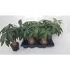 Pachira Aquatica