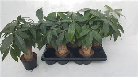 Pachira Aquatica