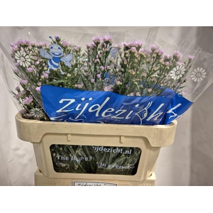 ASTER CASSANDRA AST CASSANDRA