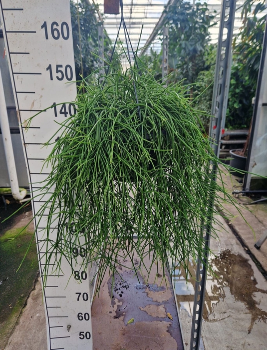 <h4>Rhipsalis pulchra</h4>