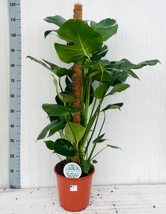 MONSTERA DELICIOSA