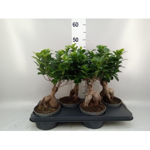 Ficus microcarpa 'Ginseng'