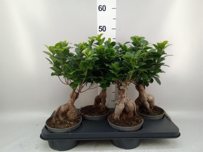 <h4>Ficus microcarpa 'Ginseng'</h4>