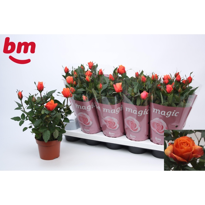 <h4>RO ORANGE B MONDE</h4>