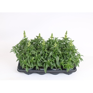 Antirrhinum Majus geel
