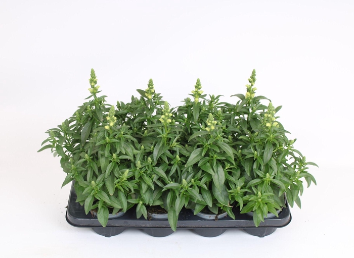 <h4>Antirrhinum Majus geel</h4>