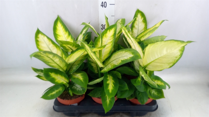 <h4>Dieffenbachia  'Camilla'</h4>