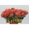 Nutans Ayoba Pink Guava