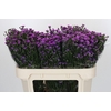 Aster Baby Pink