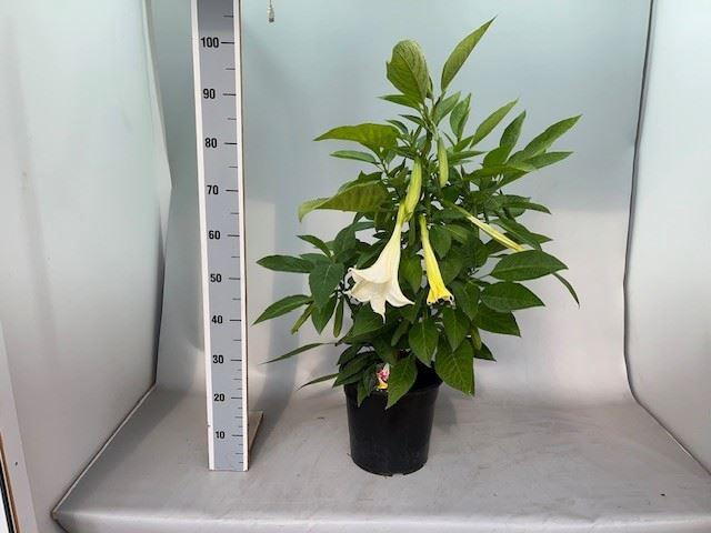 <h4>Brugmansia   ...</h4>