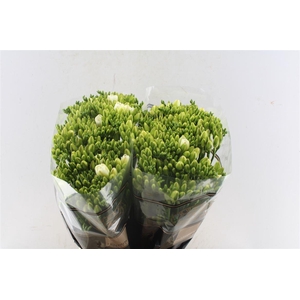 Fr Du Versailles White