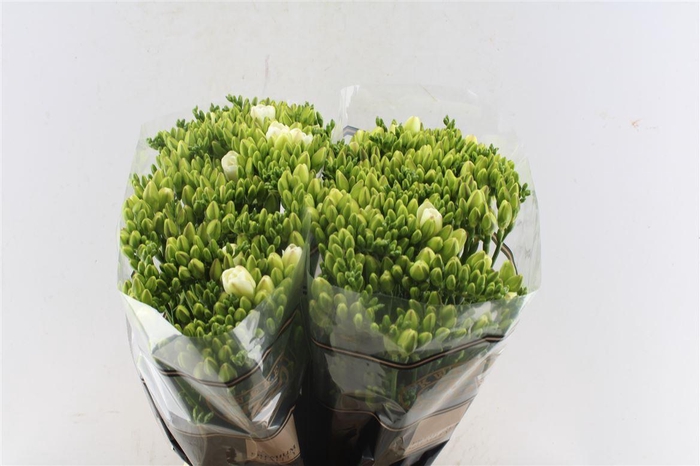 <h4>Fr Du Versailles White</h4>