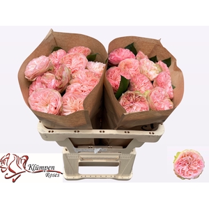 R GR SPRINGFIE PARK!