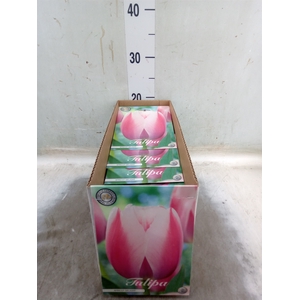 Tulipa   ...flowerbulbs
