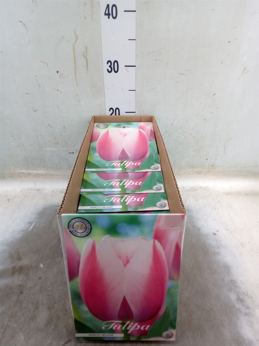 <h4>Tulipa   ...flowerbulbs</h4>