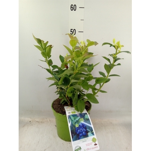 Vaccinium corymbos.