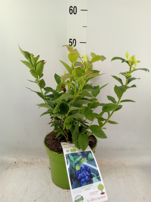 <h4>Vaccinium corymbos.</h4>