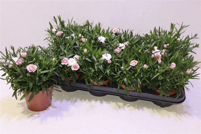 <h4>Dian Osc White Red</h4>